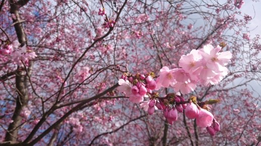 Jarní focení pod rozkvetlými stromy - Bublinky